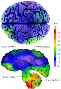 It’s no surprise that AC Magnetic Fields can disrupt our health, research shows that our brains are in fact magnetic. - Stuart Gilder, Christoph Schmitz (Ludwig- Maximilians University of Munich)